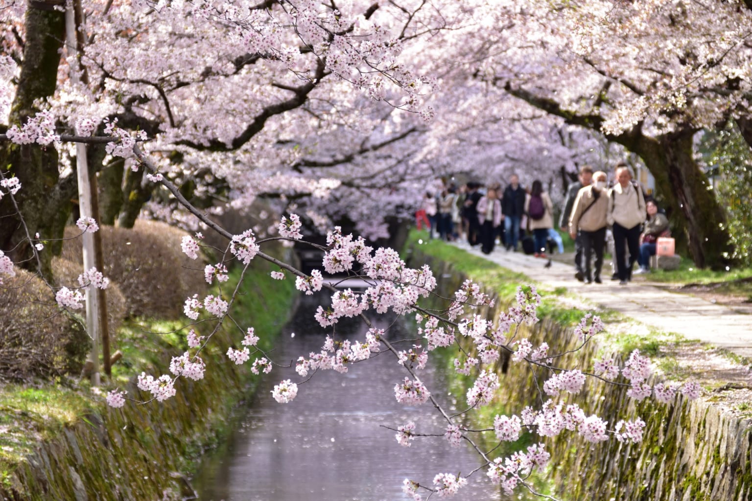 The beautiful cherry tree-lined Philosopher's Path in Kyoto with a small canal.