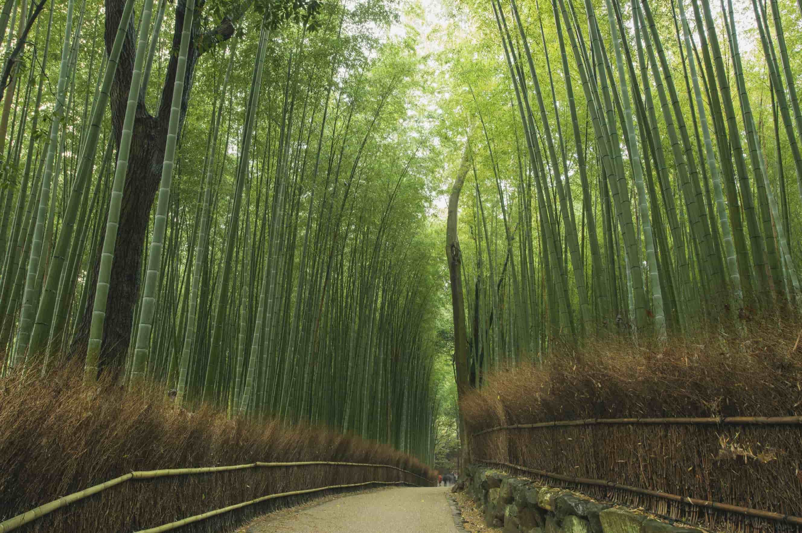 A pathway through the tall, dense stalks of the Arashiyama Bamboo Grove.