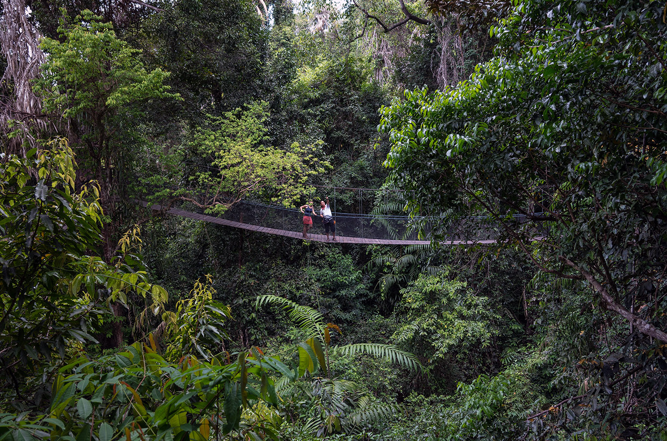 Rainforest in Cross River National Park