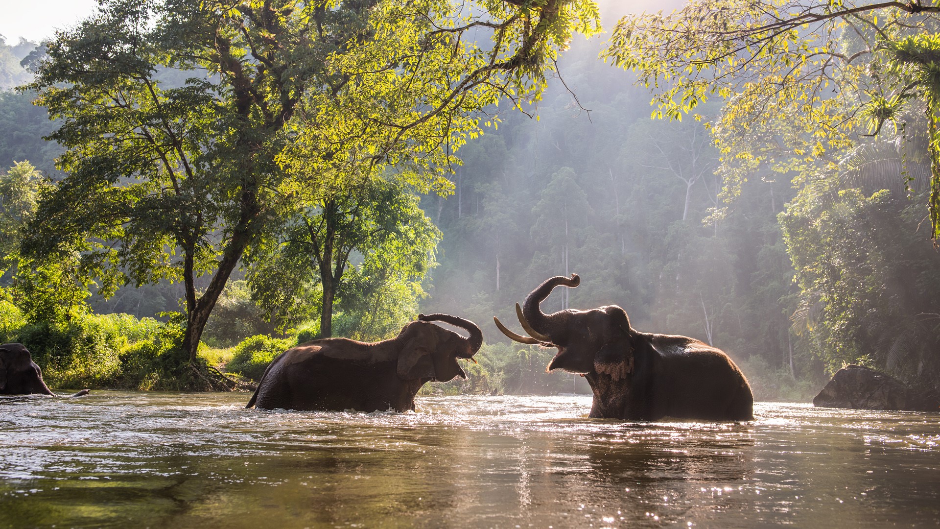 Elephants bathing in a river at a sanctuary.