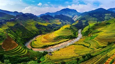 A group of trekkers walking on a narrow path through the lush green rice fields in the Muong Hoa Valley, Sapa.